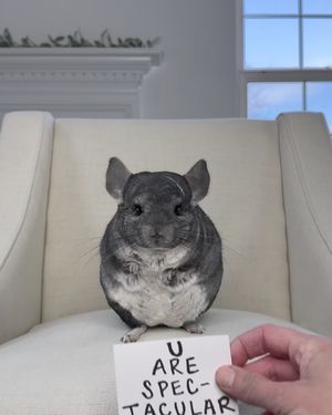 Image post by @phillychinchilly on Instagram