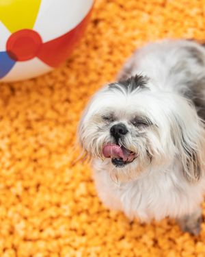 Image post by @pupcorntreats on Instagram