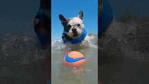 Video post by @gopro on YouTube