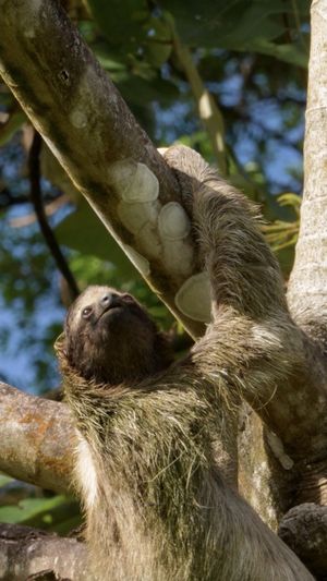Video post by @bbcearth on Instagram