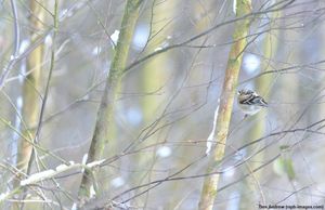 Image post by @rspb on Instagram