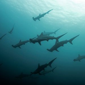 Image post by @animalplanet on Instagram