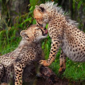 Image post by @bbcearth on Instagram