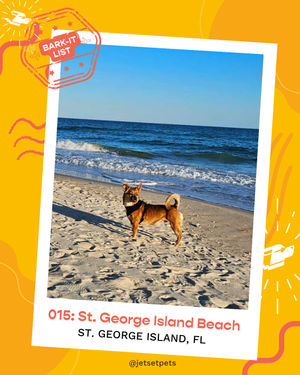 Image post by @jetsetpets on Instagram