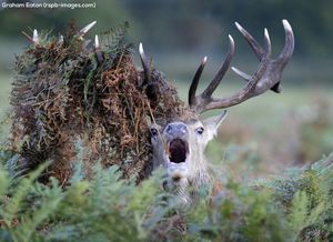 Image post by @rspb on Instagram
