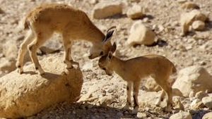 Video post by @bbcearth on YouTube
