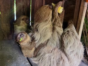 Image post by @khamoo.andthegang on Instagram