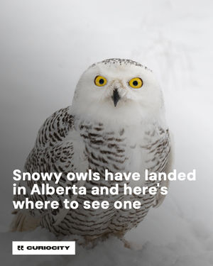 Image post by @curiocitycalgary on Instagram