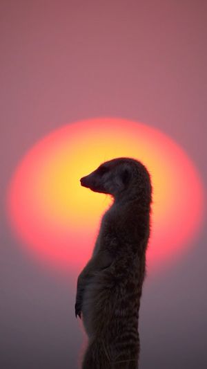 Video post by @bbcearth on Instagram