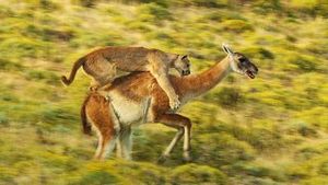 Video post by @bbcearth on YouTube