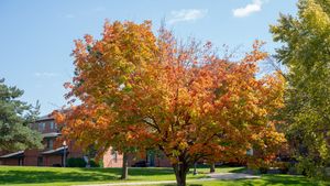 Image post by @stambrose on Twitter