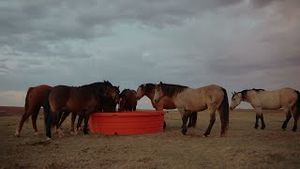 Video post by @prcaprorodeo on YouTube