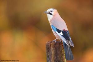 Image post by @rspb on Instagram