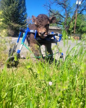 Image post by @walkinpets on Instagram