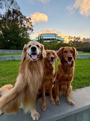 Image post by @ucsandiego on Instagram