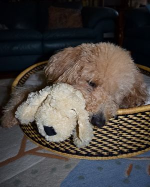 Image post by @originalsnugglepuppy on Instagram