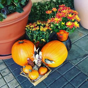 Image post by @hamptongvilledt on Instagram