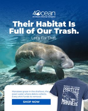 Image post by @4ocean on Instagram