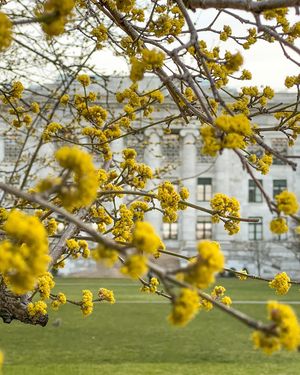 Image post by @harvard on Instagram