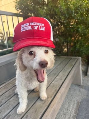 Image post by @bostonuniversityschooloflaw on Instagram