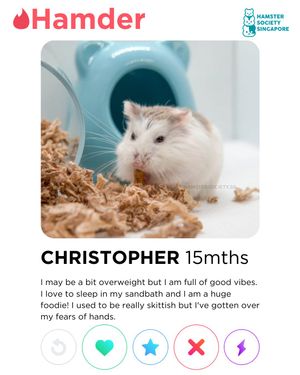 Image post by @hamstersociety.sg on Instagram