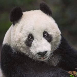 Image post by @sandiegozoo on Instagram