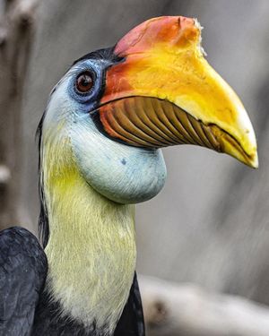 Image post by @sandiegozoo on Instagram
