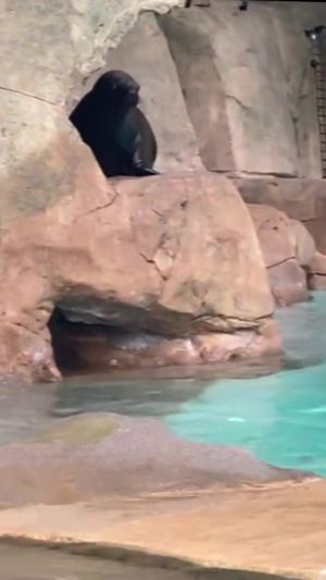 Video post by @vanaqua on Facebook
