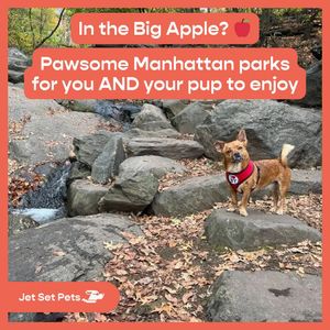 Image post by @jetsetpets on Instagram
