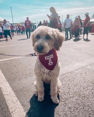 Image post by @templealumni on Instagram
