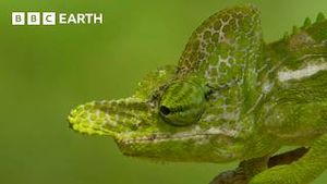 Video post by @bbcearth on YouTube