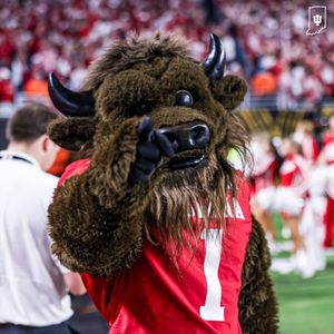 Image post by @hoosierthebison on Instagram