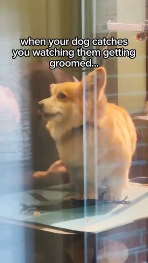Image post by @madmax_fluffyroad on Instagram