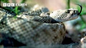 Video post by @bbcearth on YouTube