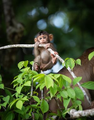 Image post by @animalplanet on Instagram