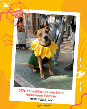 Image post by @jetsetpets on Instagram