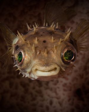 Image post by @oceana on Instagram