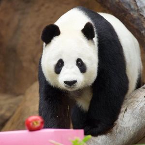 Image post by @sandiegozoo on Instagram