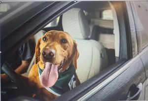 Image post by @zekethewonderdog_ on Instagram
