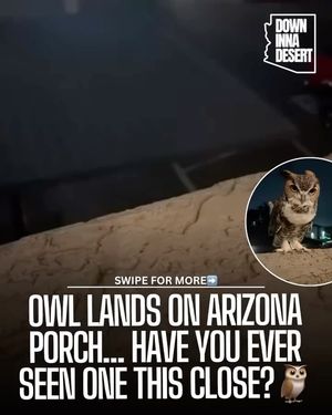 Image post by @downinnadesert on Instagram