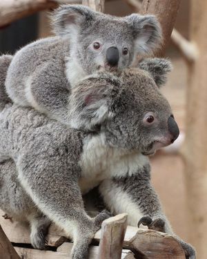 Image post by @sandiegozoo on Instagram