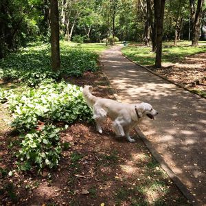 Image post by @mikethewhitegolden on Instagram