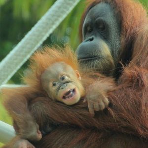 Image post by @sandiegozoo on Instagram