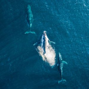 Image post by @discovery on Instagram