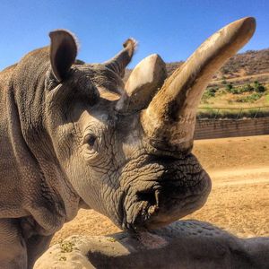Image post by @sandiegozoo on Instagram