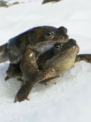 Video post by @bbcearth on TikTok
