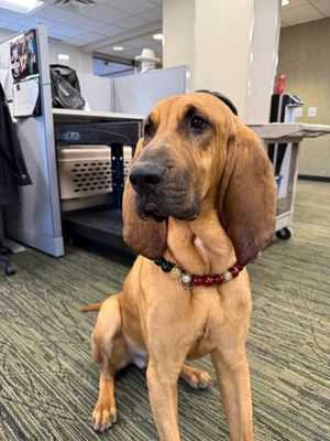 Image post by @mnwildpup on Twitter