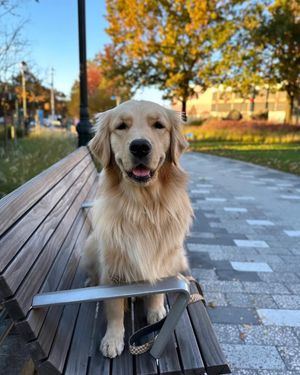 Image post by @triumphpetfood on Instagram