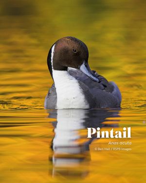 Image post by @rspb on Instagram