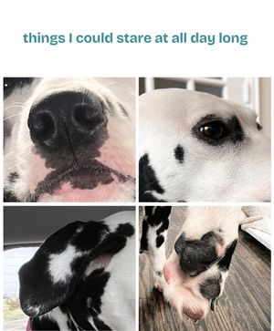 Image post by @solidgoldpets on Instagram